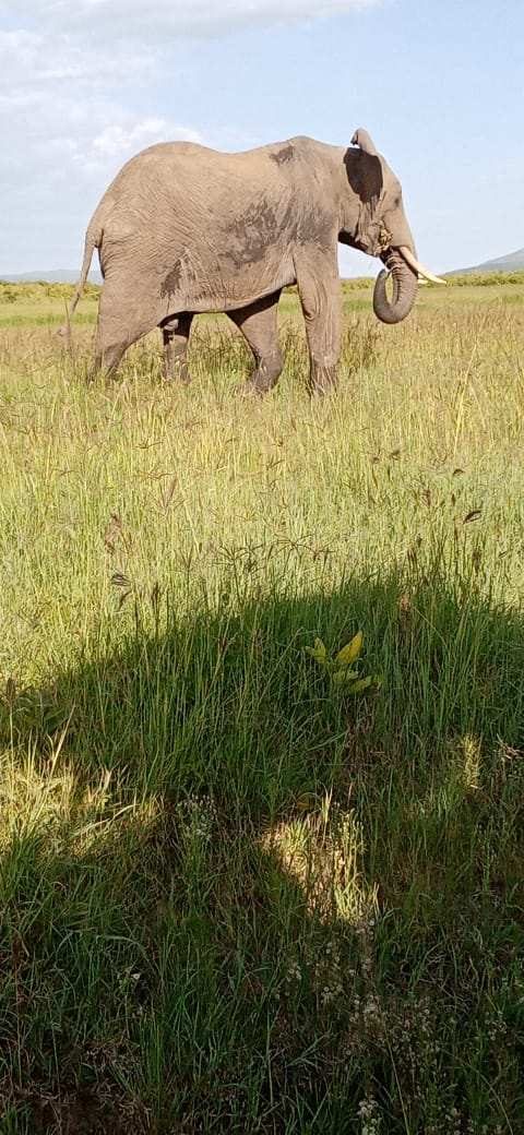 Amboseli & Tsavo West — 4 Days