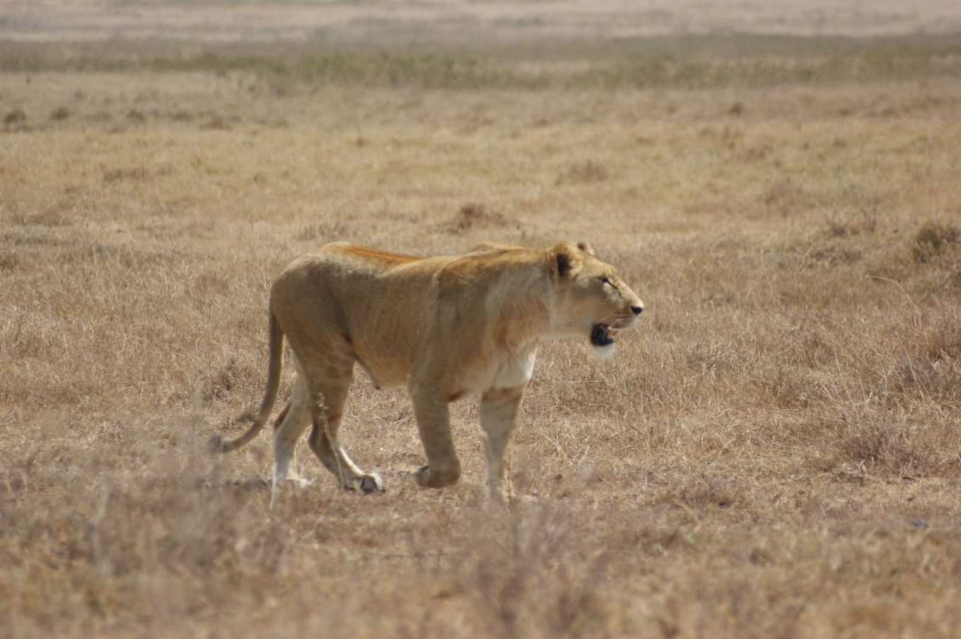 Cape Town & Kruger — 8 Days